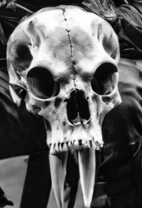 boneheadmounting.com